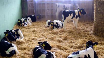 Bild: Soeren Stache/dpa-Zentralbild/dpa
So geht's auch: Kälber in einem offenen Stall in der Agrargenossenschaft Züllsdorf (Landkreis Elbe-Elster).