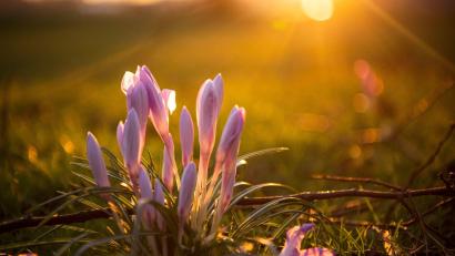 Symbolbild: Sina Schuldt/dpa
Krokusse im Sonnenschein. Erst zum Wochenende hin deutet sich bei den Temperaturen eine Trendwende an.
