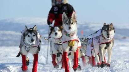 Bild: Sebastian Schnülle/privat/dpa
Aliy Zirkle, US-amerikanische Hundemusherin,   mit ihren Hunden auf dem Weg nach Shaktoolik.