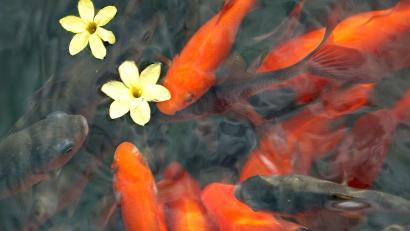 Bild: Stephanie Pilick/dpa
Goldfische schwimmen in einem Teich. Vier solcher Tiere wurden an einer Tankstelle ausgesetzt.