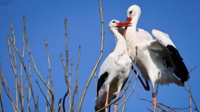 Bild: Christian Charisius/dpa
Zwei Störche balzen in ihrem Nest auf einem Baum am Rande von Wyk auf Föhr.