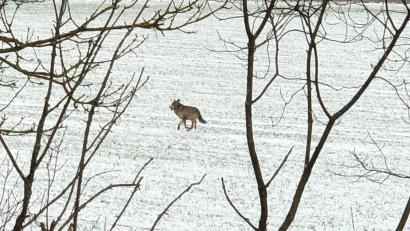 Bild: Jessica Sauermann /exb
Ein Wolf ist kürzlich in der Nähe des Industriegebietes Schafhof bei Ebermannsdorf über ein Feld gelaufen.