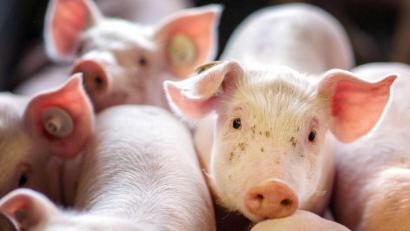 Bild: Jens Büttner/zb/dpa
Die Ampel-Koalition will noch in diesem Jahr eine verpflichtende Haltungskennzeichnung an den Start bringen, die auch Transport und Schlachtung umfassen soll.