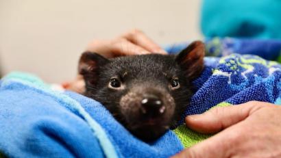 Bild: Aussie Ark/dpa
Tierärzte in Australien haben erstmals eine Katarakt-Operation bei einem Tasmanischen Teufel durchgeführt.