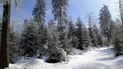 Bild: Rainer Christoph
Winterwunderland: Viel Schnee gab es im Wald rund um die Silberhütte. Doch nicht in der ganzen Oberpfalz war der Winter so weiß wie hier.