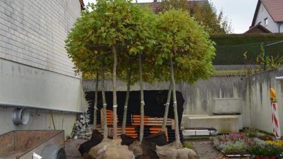 Archivbild: dob
1000 Bäume für Pflanzaktionen fordert die SPD in einem Antrag an den Kreistag Schwandorf. Vor allem die Schulen sollen bei der Initiative eingebunden werden.