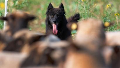 Symbolbild: Jens Büttner/dpa
Sein Hütehund hat ein Rehkitz getötet: Der Schäfer muss nun eine Geldstrafe zahlen.