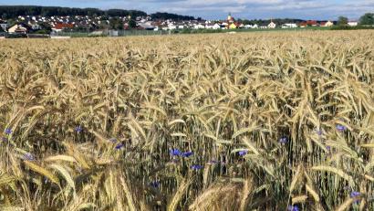 Archivbild: Götz
Ein Getreidefeld bei Wackersdorf. Steigende Preise bestimmen derzeit die Lage auf den Weltmärkten. Gleichzeitig steigen die Produktionskosten.