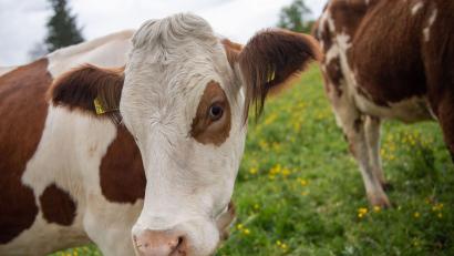 Symbolbild: Lino Mirgeler/dpa
Ein Bulle diente in Wallerstein (Landkreis Donau-Ries) als Lockvogel, um die Kuh "Hilde" wieder einzufangen.