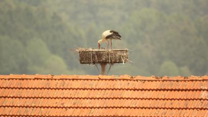 Bild: amö
Auf dem Scheunendach der Kunschirs klappert es wieder. Der Storch ist zurückgekehrt.