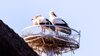 Bild: idu
Die Pressather Störche beziehen das Nest am Pfarrheim.