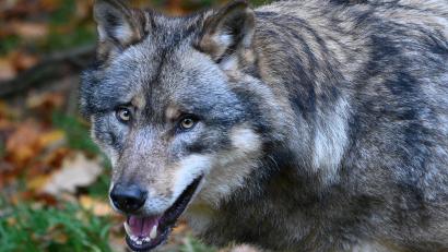 Bild: Swen Pförtner
Der Wolf ist gleichzeitig schützenswert und eine Bedrohung. Eine Abschussfreigabe ist aber nicht die Lösung aller Probleme.