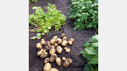 Symbolbild: Kai Remmers/dpa
Im Gemüsebeet kann die richtige Mischung von Pflanzen auch dafür sorgen, dass diese gesund bleiben.