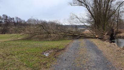 Bild: hmr
Ein umgestürzter Baum blockiert den Spazierweg an der Wondreb bei Waldsassen. Die Flussmeisterei des Wasserwirtschaftsamts Weiden ist darüber informiert, ist aber noch mit der Aufarbeitung von anderen Sturmschäden in der Region beschäftigt.
