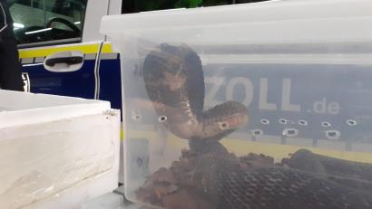 Bild: Hauptzollamt Regensburg
Eine der giftigen Brillenschlange in der Transportkiste aus Plastik, die vom Zoll bei Regensburg beschlagnahmt wurden.