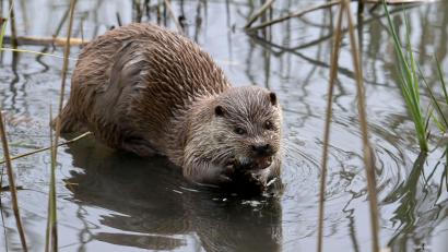 Bild: Soeren Stache/dpa
Ein Kilo Fisch pro Tag frisst so ein Otter. Die einst vom Aussterben bedrohten Tierart richtet enorme Schäden an, beklagen Teichwirte.