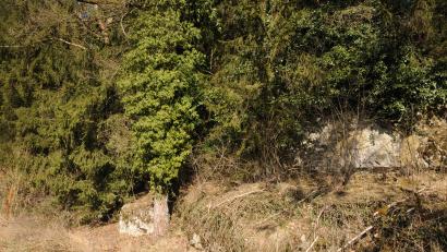Bild: ige
Der Efeufelsen am Wanderweg von Breitenbrunn nach Aichazandt wird hier bei Haar einen seiner schönsten Anblicke verlieren. Der Efeu an den Bäumen ist todgeweiht, nachdem ihn ein Unbekannter gekappt hat.