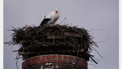 Bild: gis
Storch "Rudi" wartet auf seine "Uschi".