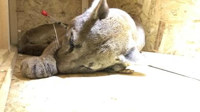 Bild: Jörg Beckmann
So friedlich war der Puma erst, als er per Blasrohr betäubt worden war.