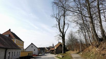Bild: Portner
Diese mächtige Rotbuche in der Schönseer Straße wird es in Kürze nicht mehr geben. Der Stamm wird jedoch mit einer Höhe von etwa 1,50 Meter als Insektenhotel stehen bleiben.