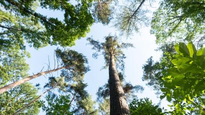 Bild: Bernd Weissbrod/dpa
Der Wald wurde in der Romantik zu einem wichtigen Symbol und Sehnsuchtsort.