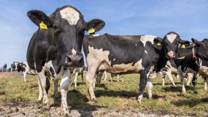 Symbolbild: Stefan Puchner/dpa
Bei Edelsfeld hat ein Autofahrer eine entlaufene Milchkuh umgefahren. Sie war in der Abenddämmerung auf die Straße gelaufen.