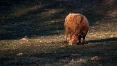 Bild: Daniel Bockwoldt/dpa/Archivbild
Eine Kuh steht auf einer Wiese und frisst im Licht der untergehenden Sonne.