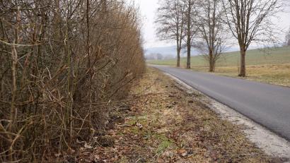 Bild: bkr
Die Pflege von Hecken reduziert sich nicht alleine auf deren Zurückschneiden besonders entlang der Straßen zur Verkehrssicherheit. Mit der Pflege sollen sie einen geordneten
Aufbau erhalten, der verhindert, dass sie im Innern hohl werden.