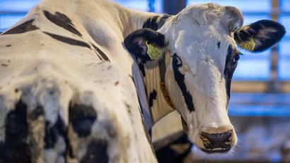 Symbolbild: Jens Büttner/dpa
Wer haftet für den Schaden, den eine entlaufene Milchkuh bei Edelsfeld am Freitag angerichtet hat?