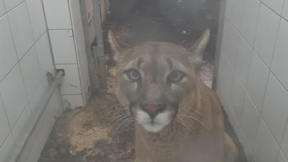 Bild: Auffangstation für Reptilien München
Die Puma-Dame Penelope wird nach ihrer Entdeckung in einer Holzkiste im Auto eines Schmugglers in der Auffangstation für Reptilien München untergebracht.