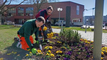 Bild: Hladik
Mitarbeiter der Stadtgärtnerei Weiden setzen in diesen Tagen Tausende von Frühlingsblühern in die Beete der städtischen Grünanlagen. Vor dem Neuen Rathaus sind es allein 3900 Stiefmütterchen und 1500 Tulpenzwiebeln.