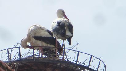 Bild: mad
Zwei Störche im Nest auf dem Schwarzhofener Kirchendach.