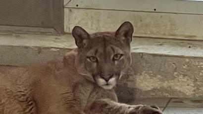Bild: Jürgen Prölß
Neugierig beobachtet der Puma die Besucher in der Auffangstation für Reptilien in München.