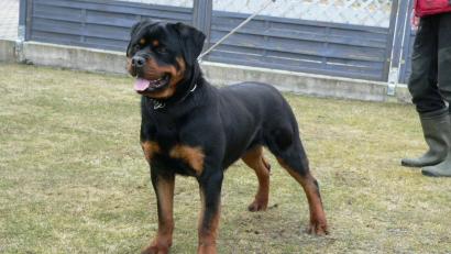 Bild: bnr
Große Hunde sind im Innerortsbereich grundsätzlich anzuleinen. Diese Anordnung gilt nicht erst mit der neuen Hundehalteverordnung.