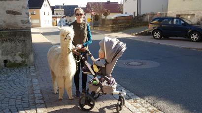 Bild: dob
Leander, der Alpakahengst von Evi Scheinkönig, begleitet den kleinen Marlo auf der Spazierfahrt durch Altenstadt. Ein Trio, das jedenfalls Aufmerksamkeit auf sich zieht.