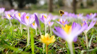 Symbolbild: Ole Spata/dpa
Eine Biene fliegt über eine Wiese mit Krokussen.