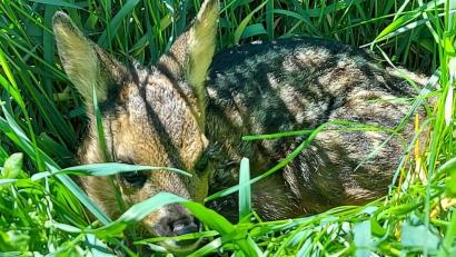 Bild: Susanne Kunisch/exb
Im Frühjahr bringen Rehe im hohen Gras ihre Jungtiere zur Welt. Weil Kitze keinen Eigengeruch haben, lassen die Geißen ihren Nachwuchs oft stundenlang alleine – um Fressfeinde mit ihrem eigenen Geruch so auf eine fremde Fährte und vom Kitz wegzulocken.