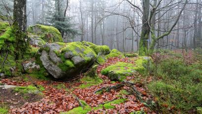 Bild: sds
Die Felsenlandschaften verleihen dem Steinwald eine ganz besondere Atmosphäre. Das Bild entstand ganz in Nähe des Felsmassivs Zipfeltanne.