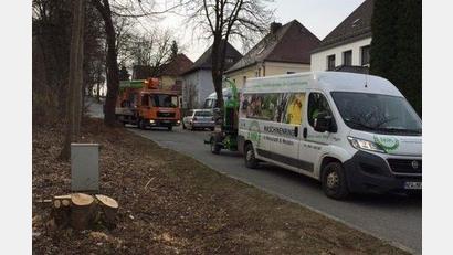 Bild: Roth/exb
Diese Abholzungsaktion sorgte am Dienstagmorgen auf dem Felix in Neustadt für Aufregung.