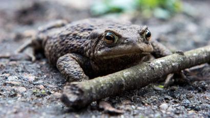 Symbolbild: Daniel Bockwoldt/dpa/Archivbild
Eine schwangere Erdkröte ist in der Oberpfalz auf einem Ast aufgespießt worden.