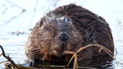 Symbolbild: Patrick Pleul/dpa
Er ist noch am Leben: Drei seiner Artgenossen fanden Spaziergänger tot entlang der Naab bei Fronberg.