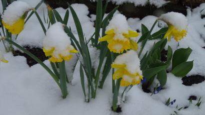 Bild: Houschka
Märzenbecher mit Schneehaube: Der April macht auch in diesem Jahr, was er will.