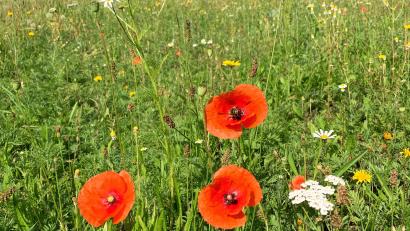 Bild: Tobias Reitmeier/exb
Schon vergangenes Jahr wurde in Schwarzenfeld eine kleine Blühfläche neben dem Spielplatz Flora angelegt. Im Rahmen des Blühpakts Bayern sollen jetzt noch gut 1000 Quadratmeter Blühfläche mehr entstehen.