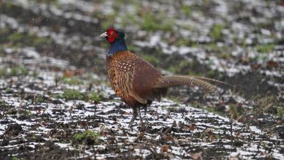 Symbolbild: Marcus Brandt/dpa
Ein Fasan hat bei Dachau einen Auffahrunfall mit fünf Autos ausgelöst.