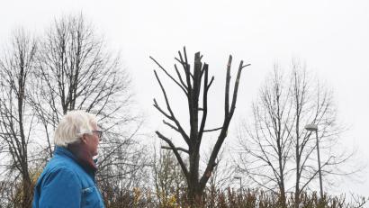 Bild: Gabi Schönberger
Der ehemalige Gärtnermeister Robert Herl ist entsetzt über den seiner Meinung nach unsachgemäßen Zuschnitt mehrerer Bäume in Kirchenthumbach. Auch die Untere Naturschutzbehörde im Landratsamt Neustadt bedauert die Maßnahme.