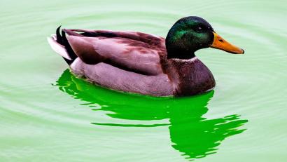 Symbolbild: Axel Heimken/dpa/Illustration
Eine Ente hat sich ein nächtliches warmes Bad in einem Münchner Hallenbad genehmigt.