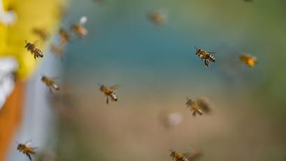 Symbolbild: Arne Dedert/dpa
Bienen auf ihrem Weg zurück in den Bienenstock. Ein neues Virus bereitet den Neusorger Imkern Sorgen.