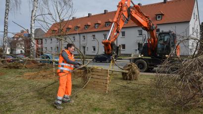Bild: dob
An der Waidhauser Straße wurden große Apfelbäume eingepflanzt, die heuer schon ihre Blütenpracht entfalten werden. die städtische Gärtnerin Sabine Dworzak legte selbst Hand mit an. Franz Kaas hilft maschinell mit dem Bagger.