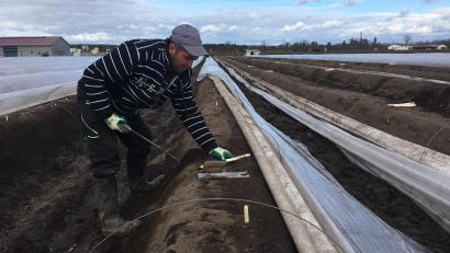 Bild: ihl
Der Erntehelfer hat Routine. Er holt die Spargelstangen blitzschnell und bruchsicher aus dem Boden. Die großen Mengen sind noch nicht zu stechen.