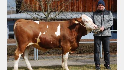 Bild: Rinderzuchtverband/exb 
Der Betrieb von Christian Schuller stellte diesen Bullen vor, der an die Besamungsgenossenschaft Marktredwitz-Wölsau verkauft wurde.